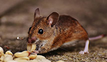 24 Hour & Emergency Exterminators in Materials Park, OH